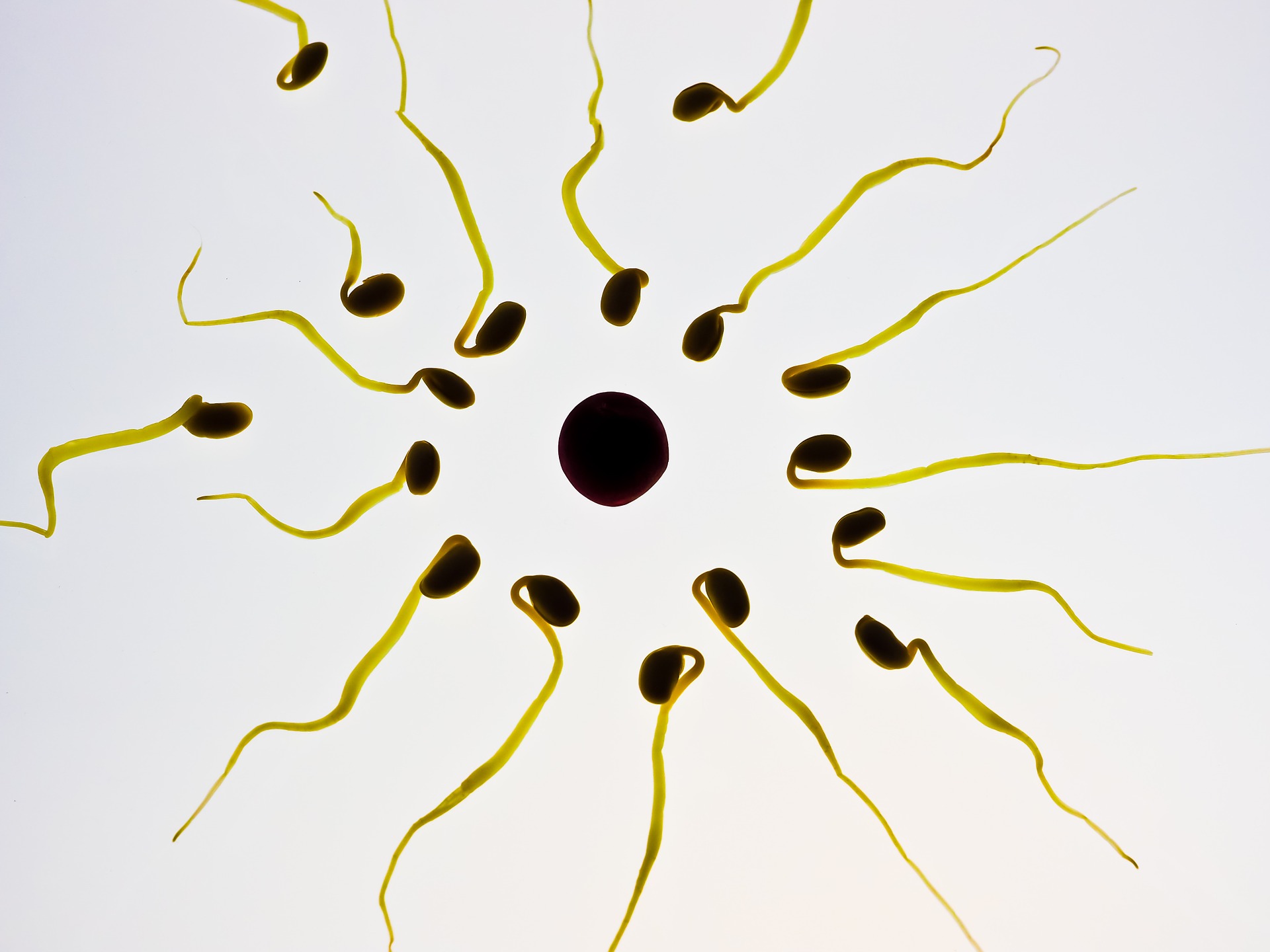 Glaire cervicale et ovulation : cherchez l'une pour trouver l'autre